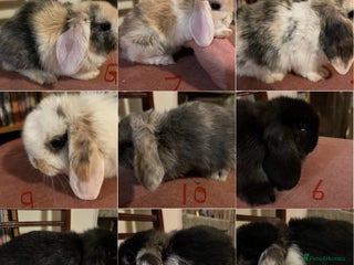 Mini Lop rabbits Fabulous Super Friendly Mini Lops - Advert 3