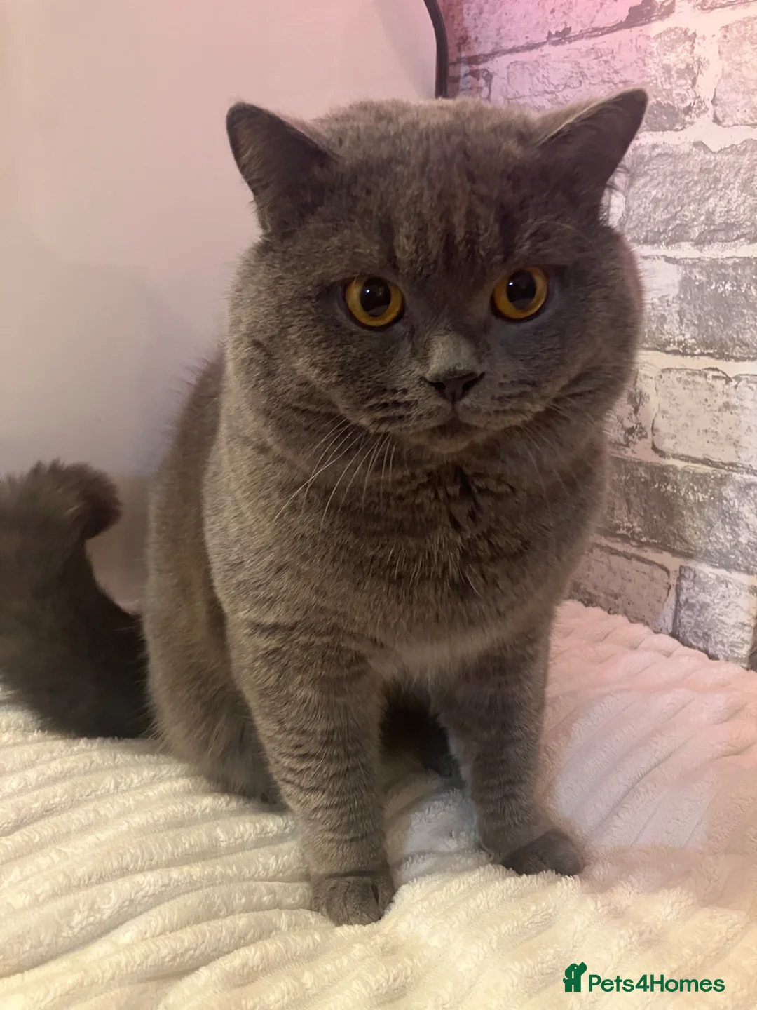 British Shorthair cats for sale: 💙 British shorthair 💙 - Advert 5
