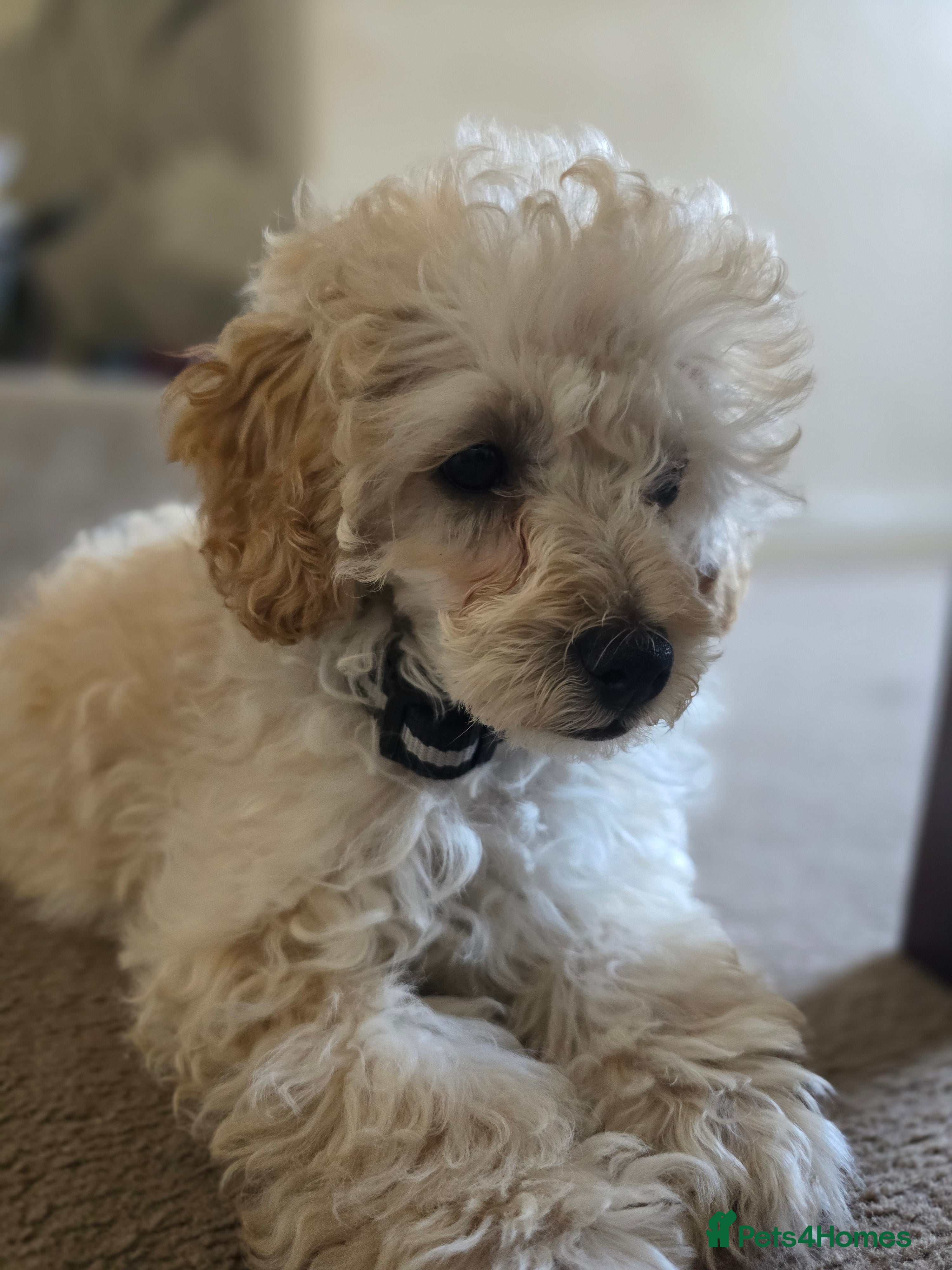 Cavapoo dogs Adorable Boy available  - Advert 17