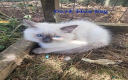 Ragdoll cats for sale: Adorable blue eyed ragdoll kittens - Image 13