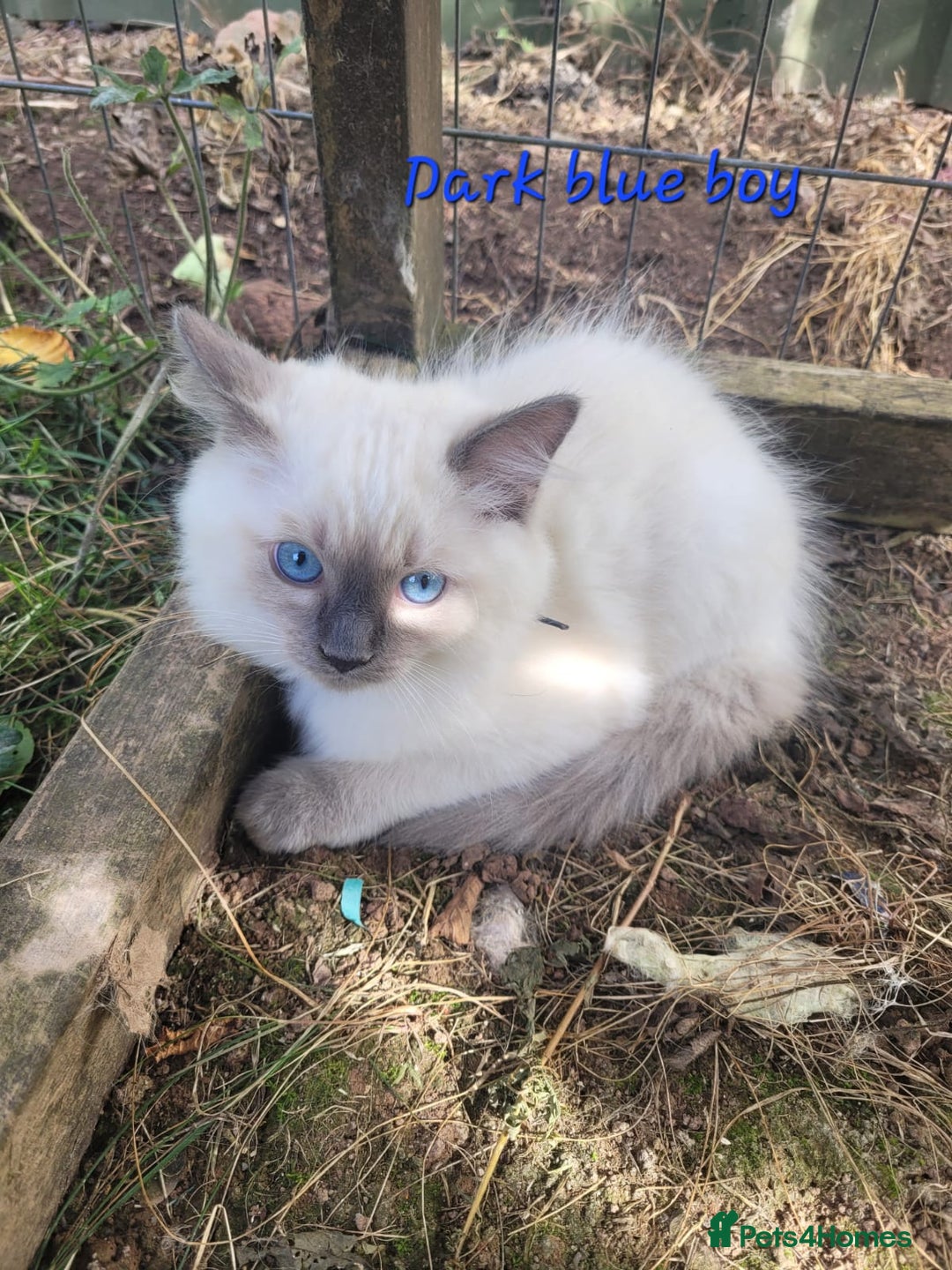 Ragdoll cats for sale: Adorable blue eyed ragdoll kittens - Image 13