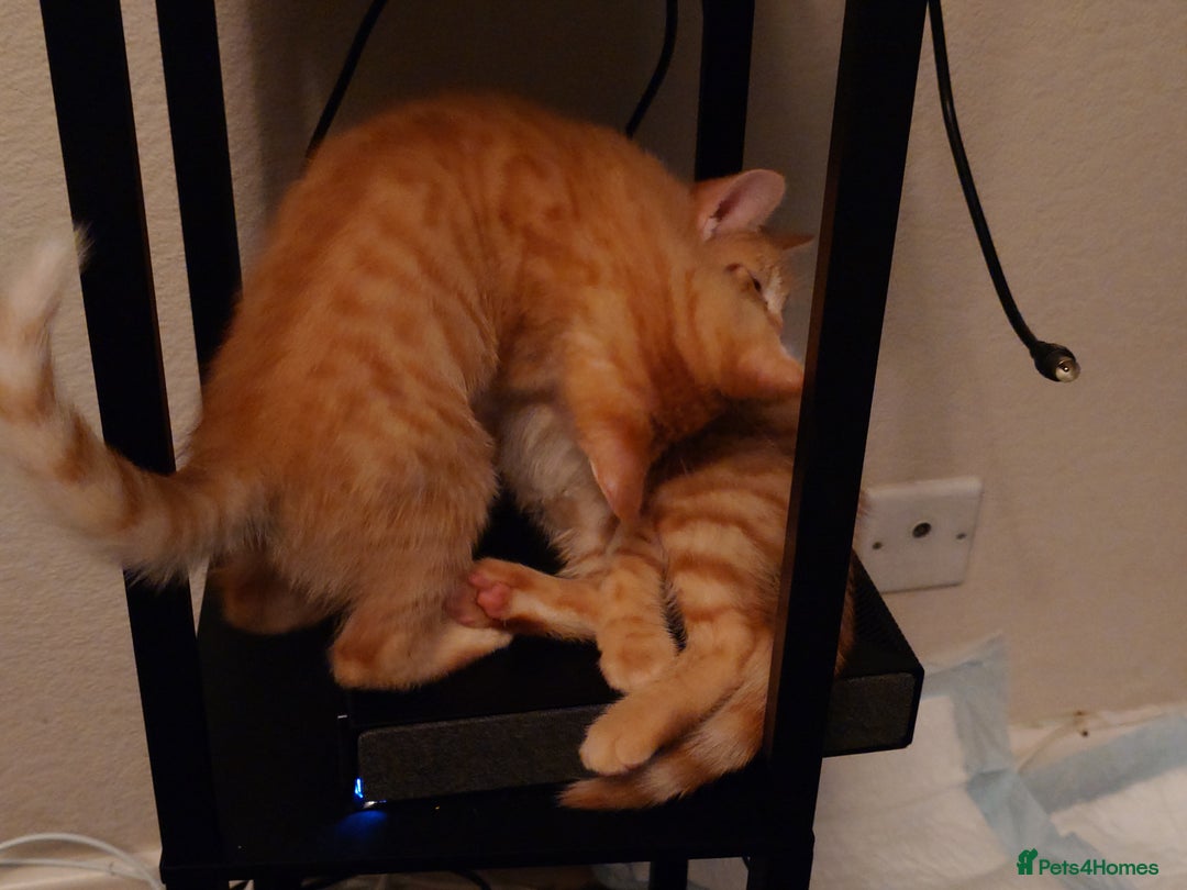 Mixed Breed cats for sale: 6 kittens of a Persian mum with Tuft ears. - Advert 16