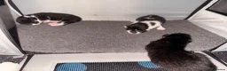 Maine Coon cats for sale: 3 female kittens for sale  - Advert 11