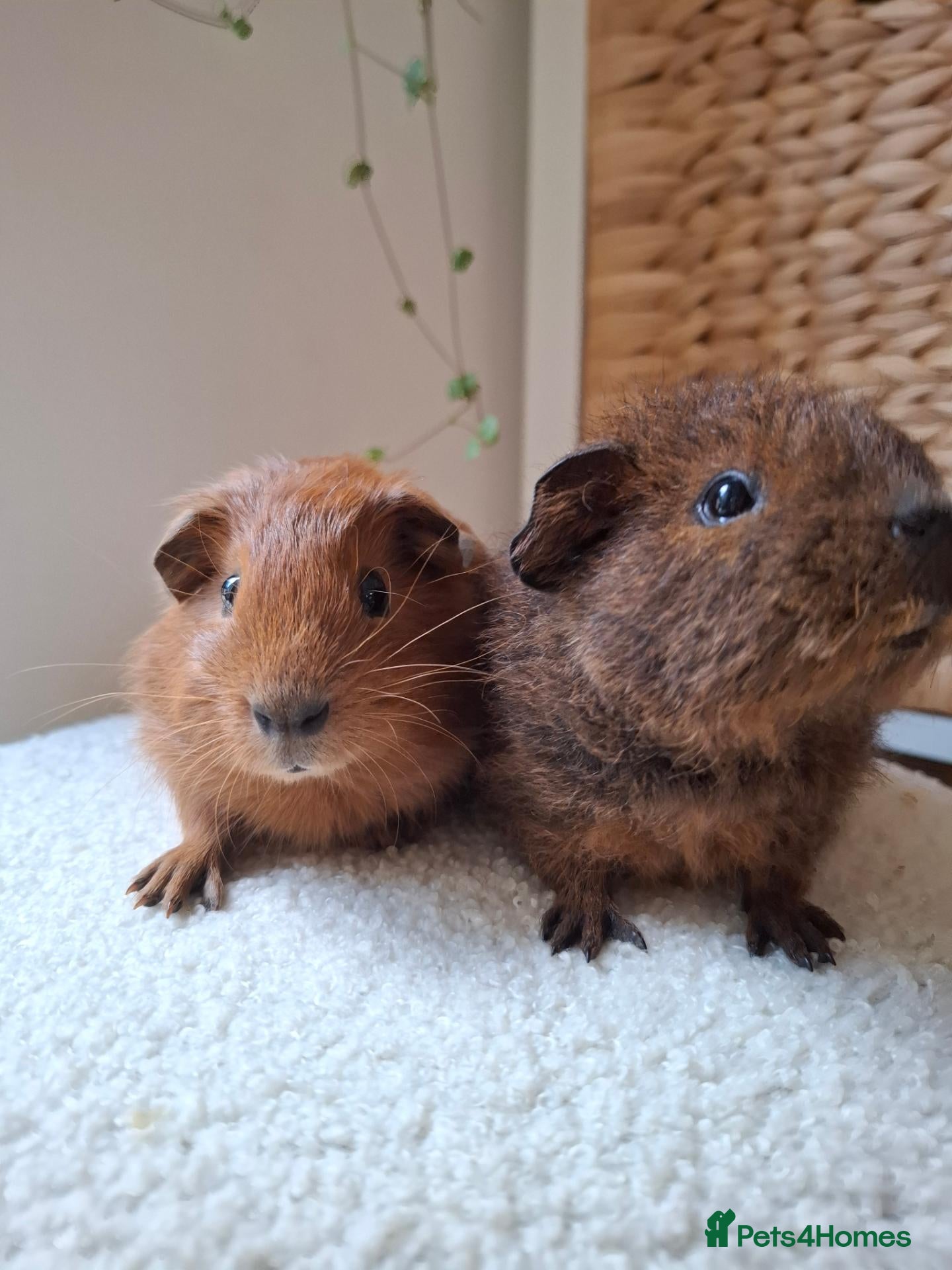 Guinea Pig rodents cali boar & teddy boar baby Guinea Pigs - Advert 5