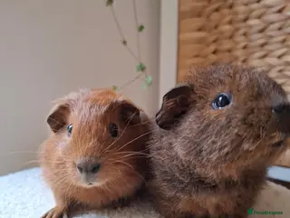 Guinea Pig rodents cali boar & teddy boar baby Guinea Pigs - Advert 5