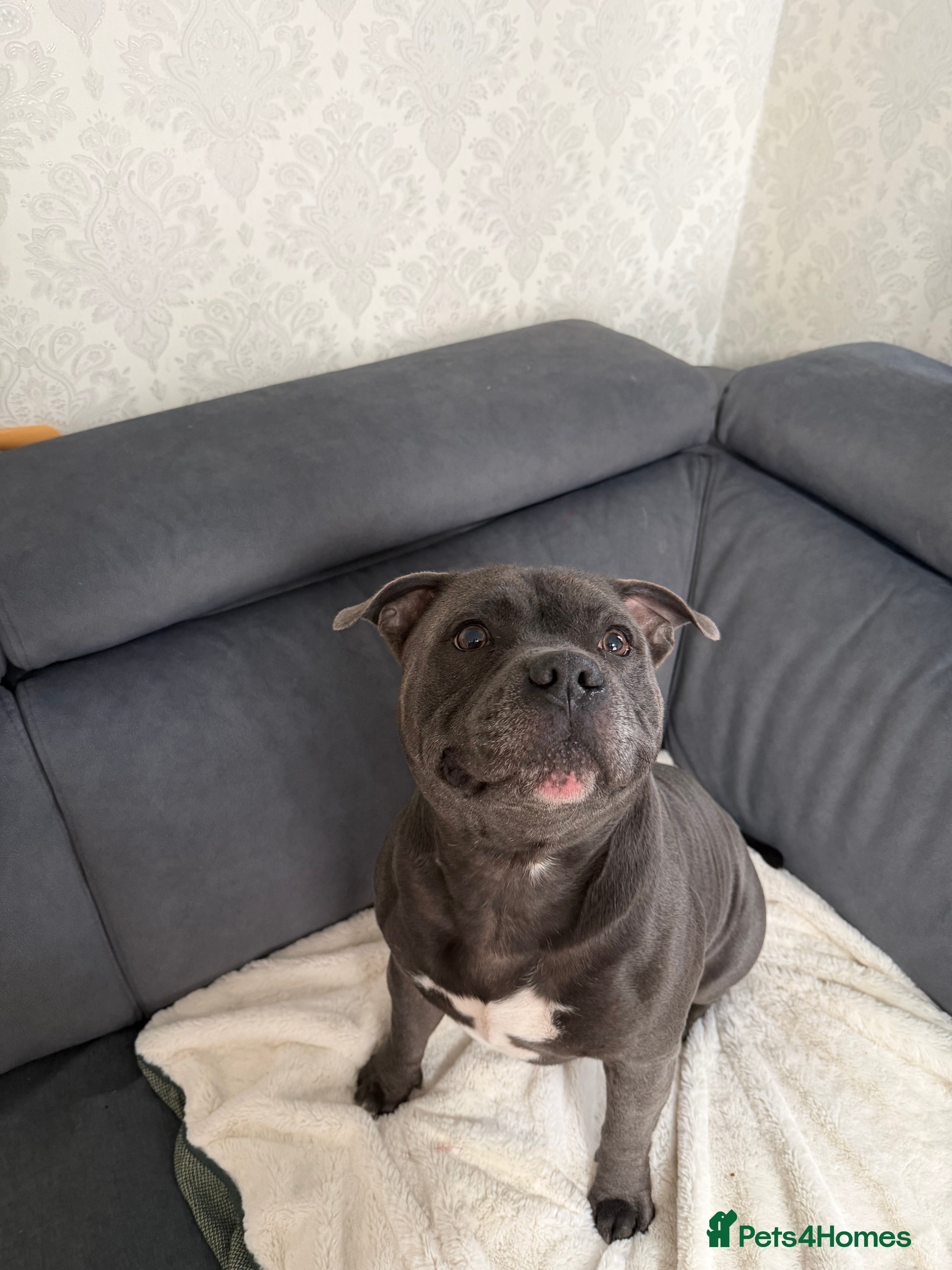 Rocco 