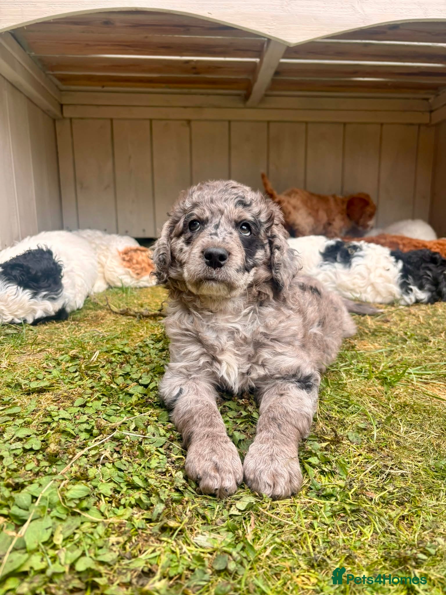Cockapoo dogs Ready soon! Can be flexible on collection date  - Advert 16