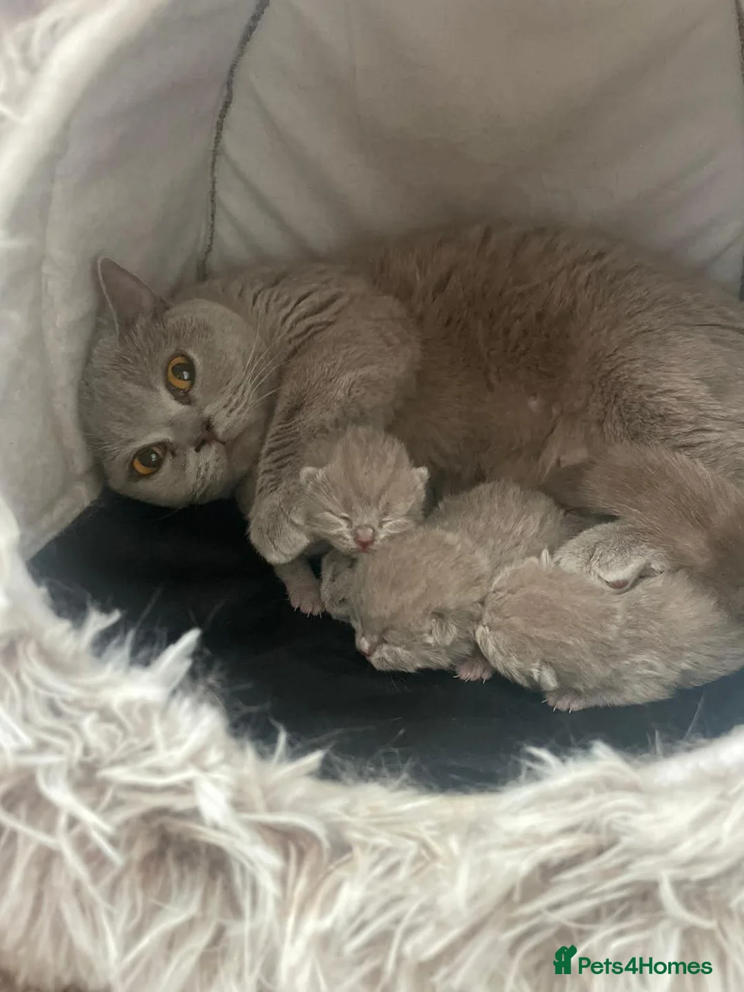 British Shorthair cats for sale: Gorgeous Lilac BSH Kittens Ready 28 June in Hemel Hempstead - Advert 1