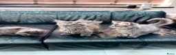 Maine Coon cats for sale: Maine Coon Kittens XXL – Blue. Beautiful - Advert 26