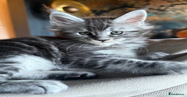 Maine Coon cats - Advert 15