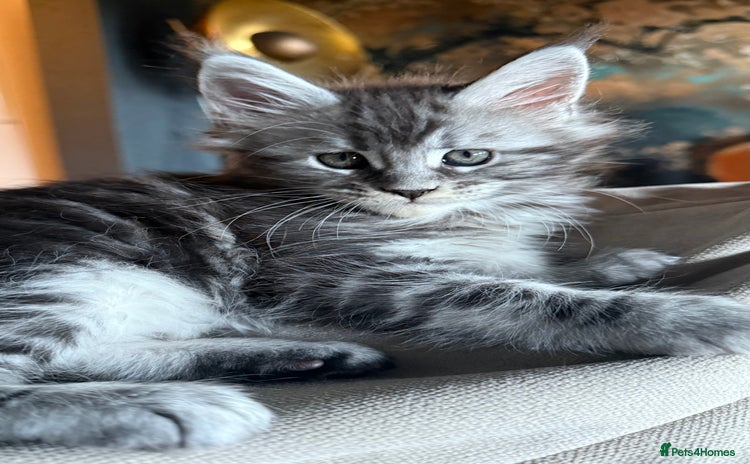 Maine Coon cats - Advert 5
