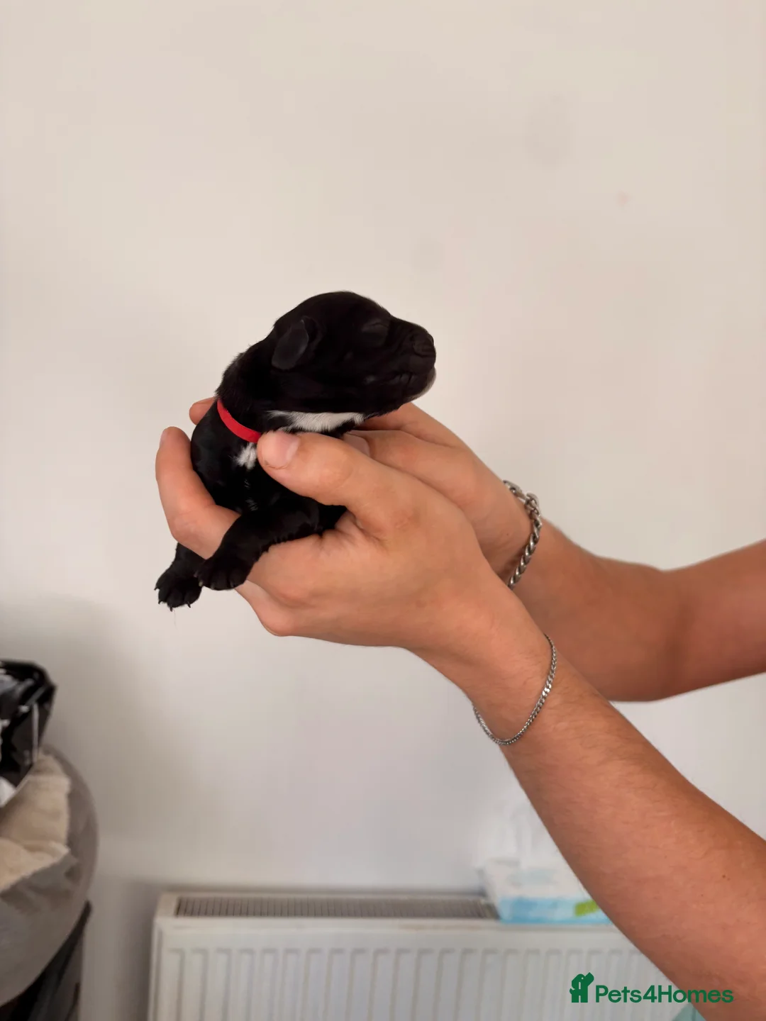 Cocker Spaniel dogs for sale: Beautiful litter of 9 cocker spaniel puppies 🥰 - Advert 18