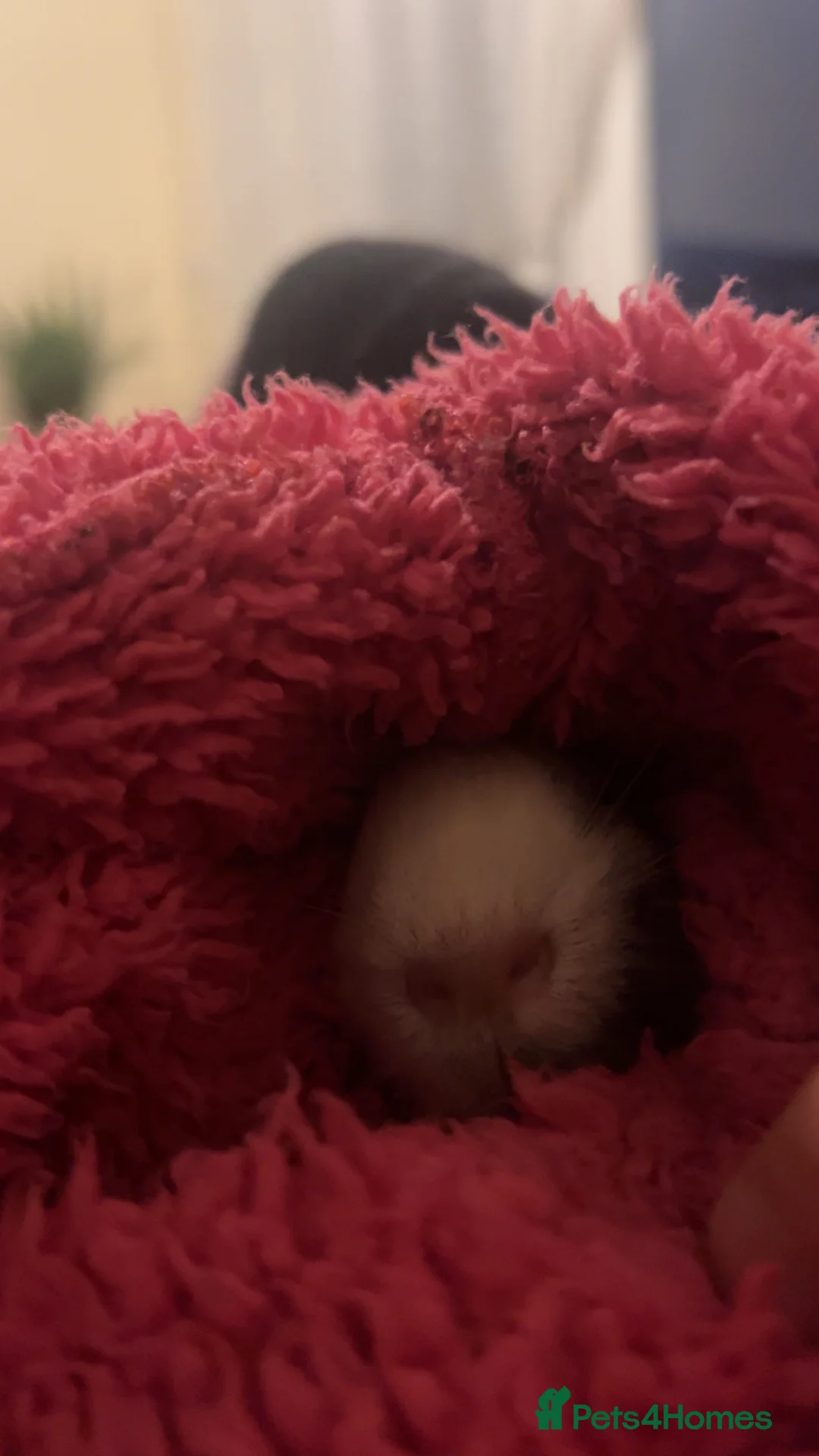 Guinea Pig rodents for sale: Male guinea pig  - Advert 3