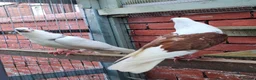 Pigeons birds for sale: Pair of Pouter Pigeons for sale - Advert 4