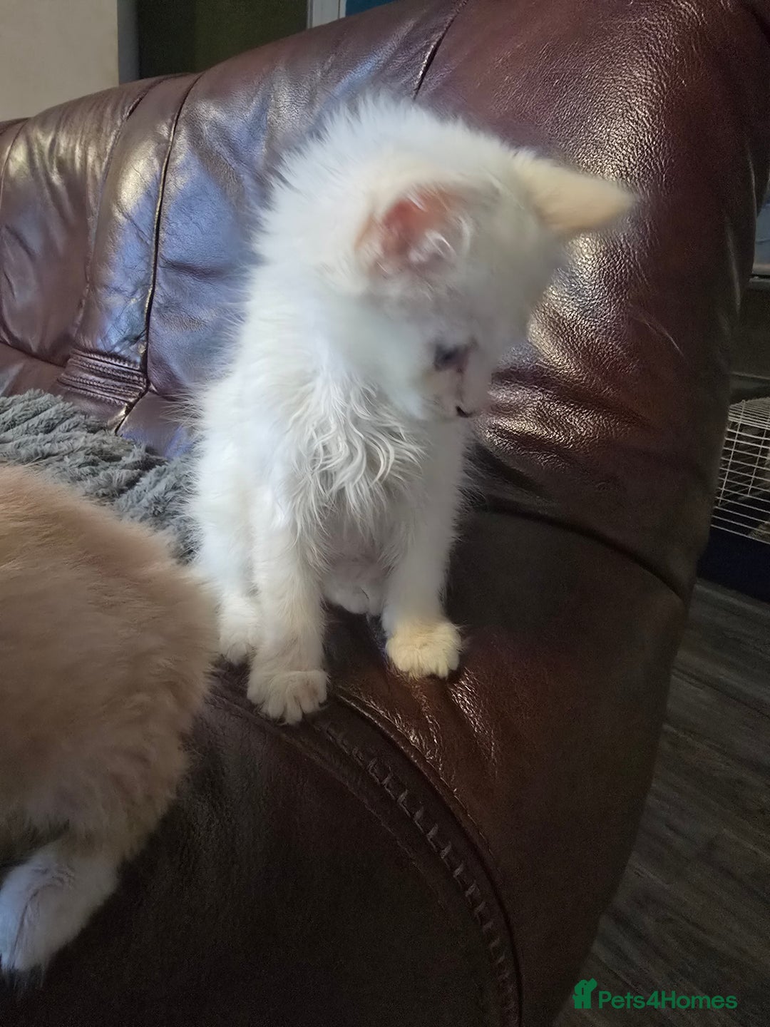 Mixed Breed cats for sale: Beautiful boy and girl  - Advert 9