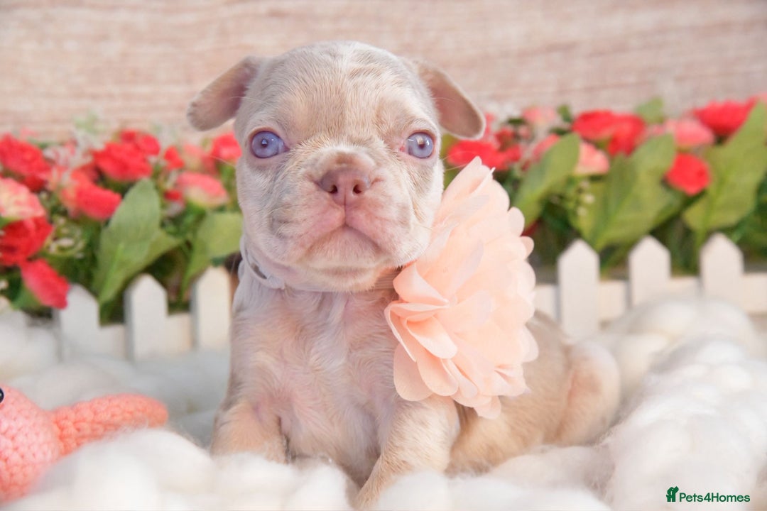 French Bulldog dogs for sale: Kc registered new shade french bulldogs - Image 10