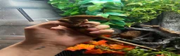 Gecko reptiles for sale: Sarasinorium giant gecko in Beckenham - Advert 2