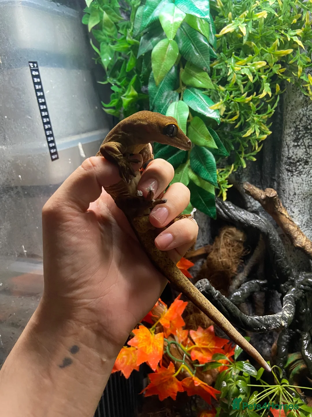 Gecko reptiles for sale: Sarasinorium giant gecko in Beckenham - Advert 2