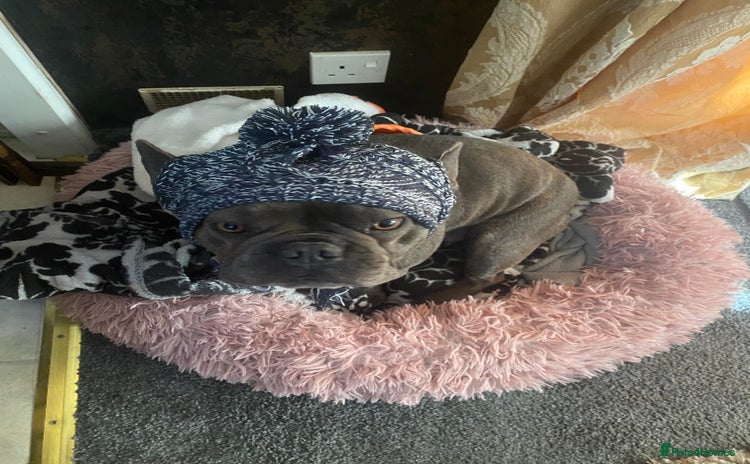 French Bulldog dogs - Advert 3