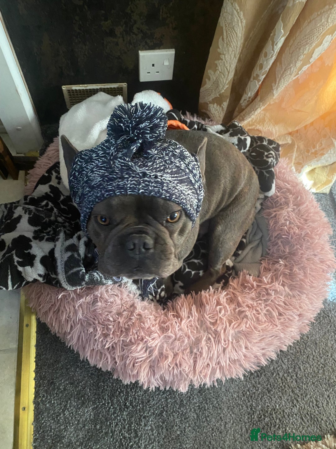 French Bulldog dogs for sale: French bulldog age 4 - Image 1