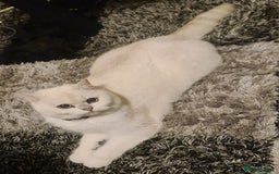 British Shorthair cats for sale: TICA REG silver tipped bsh - Image 3
