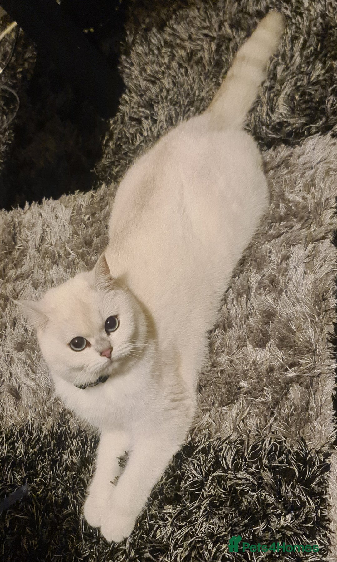 British Shorthair cats for sale: TICA REG silver tipped bsh - Image 3