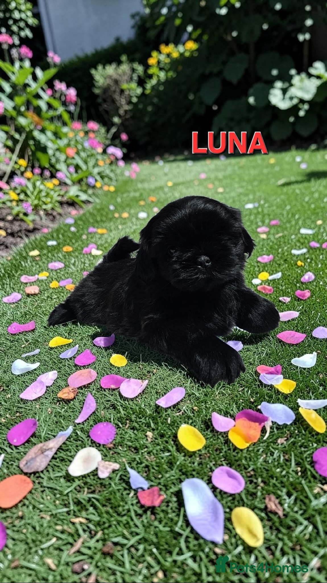 Shih Tzu dogs STUNNING PURE STANDARD SHIH TZU  - Advert 10
