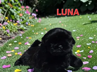 Shih Tzu dogs STUNNING PURE STANDARD SHIH TZU - Advert 10