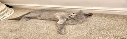 British Shorthair cats for sale: Pedigree Blue British Shorthair girl - Advert 13