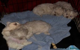 Shih Tzu dogs for sale: Lavender White Imperial Shih Tzu Puppies - Image 2