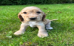 Cocker Spaniel dogs for sale: BEAUTIFUL KC SHOW TYPE COCKER SPANIELS  - Image 16