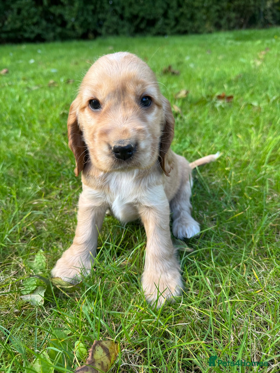Cocker Spaniel dogs for sale: BEAUTIFUL KC SHOW TYPE COCKER SPANIELS  - Image 16