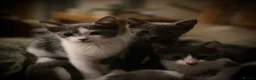 Domestic Shorthair cats for sale: Beautiful kittens  - Advert 3