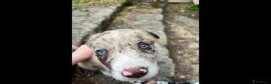 Border Collie 5 RESERVED