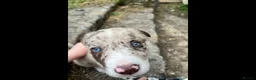 Border Collie dogs for sale: ISDS/KC Border Collie puppies for sale  - Advert 26