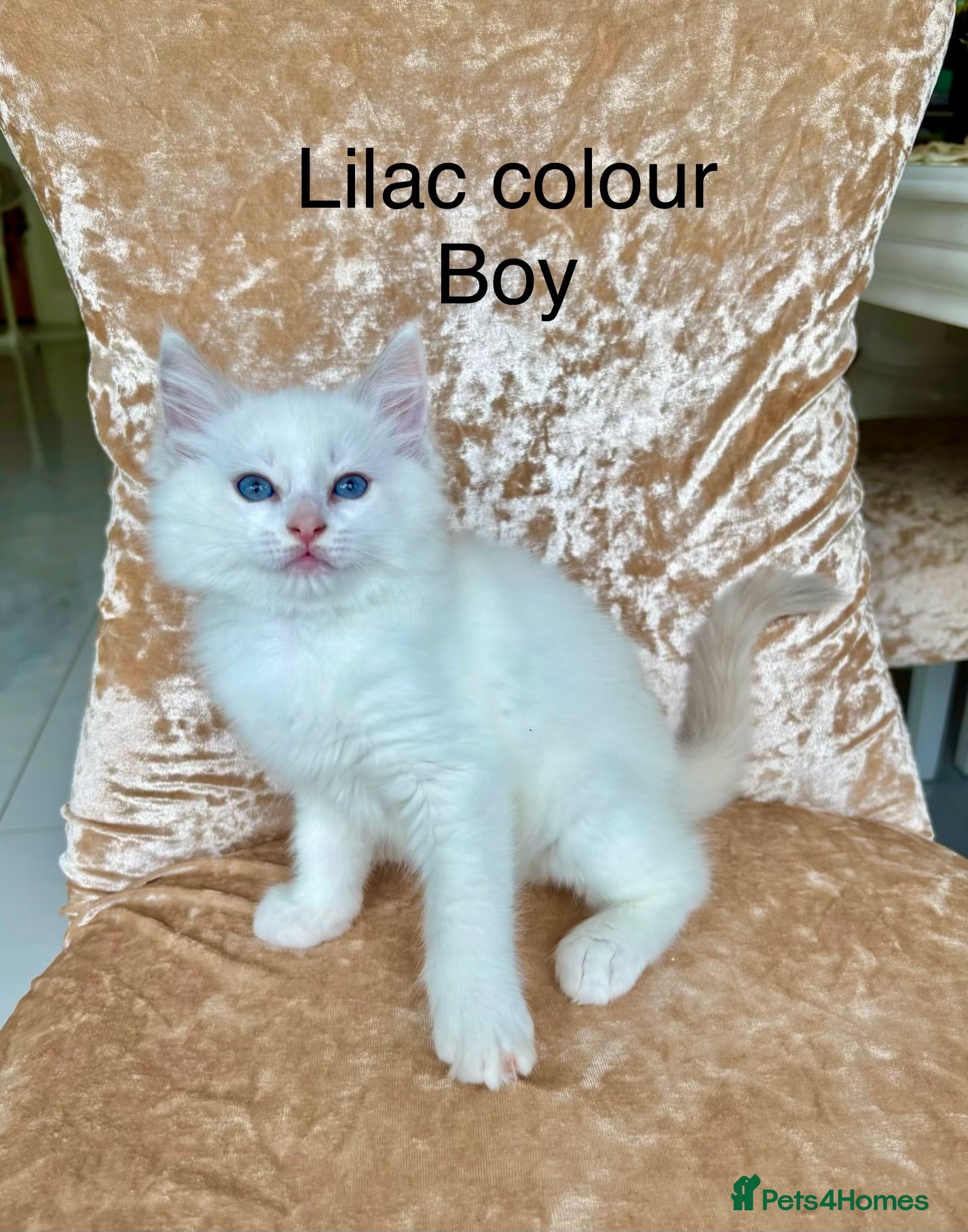 Ragdoll cats Beautiful ragdoll kittens  - Advert 2