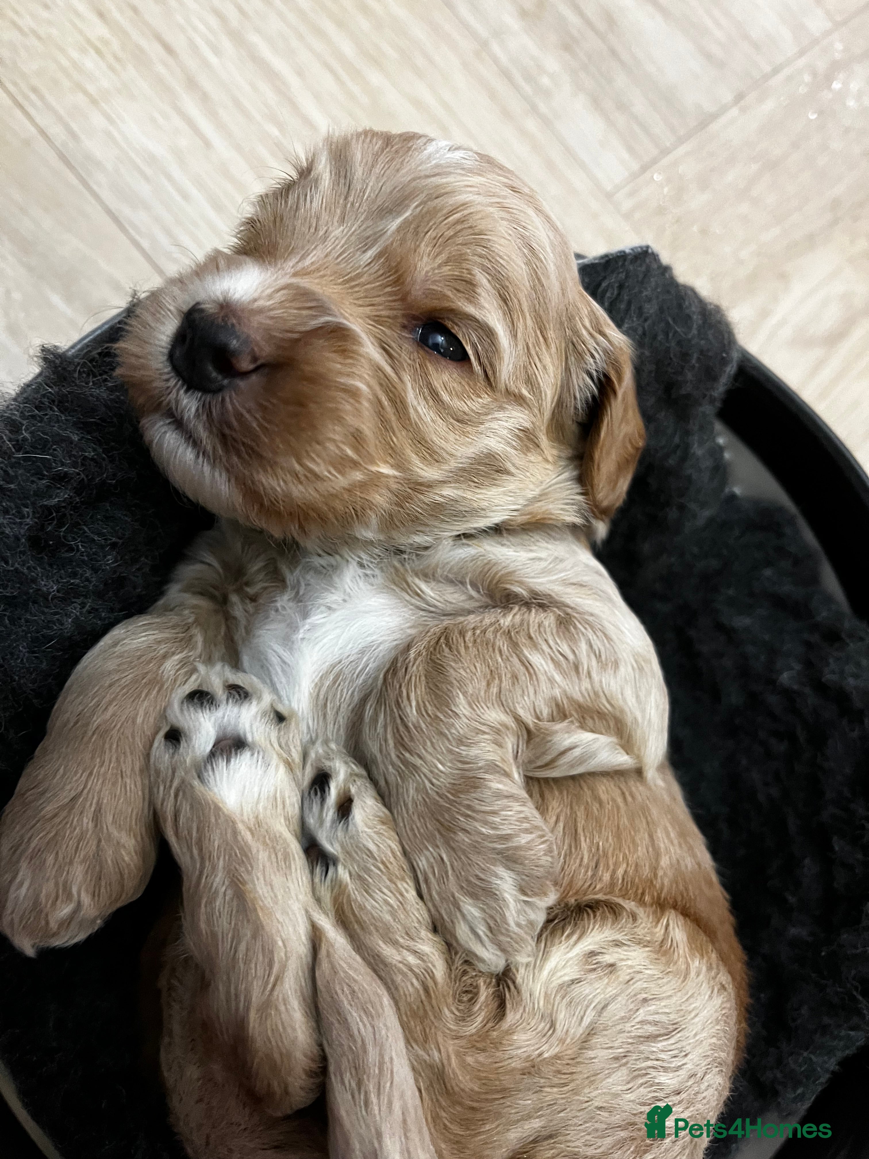 Australian Labradoodle dogs Red and Caramel Australian Labradoodle Puppies  - Advert 3