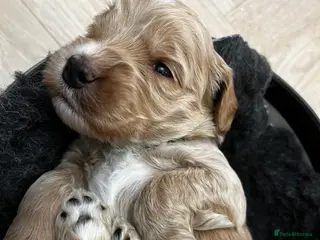 Australian Labradoodle dogs Red and Caramel Australian Labradoodle Puppies - Advert 3