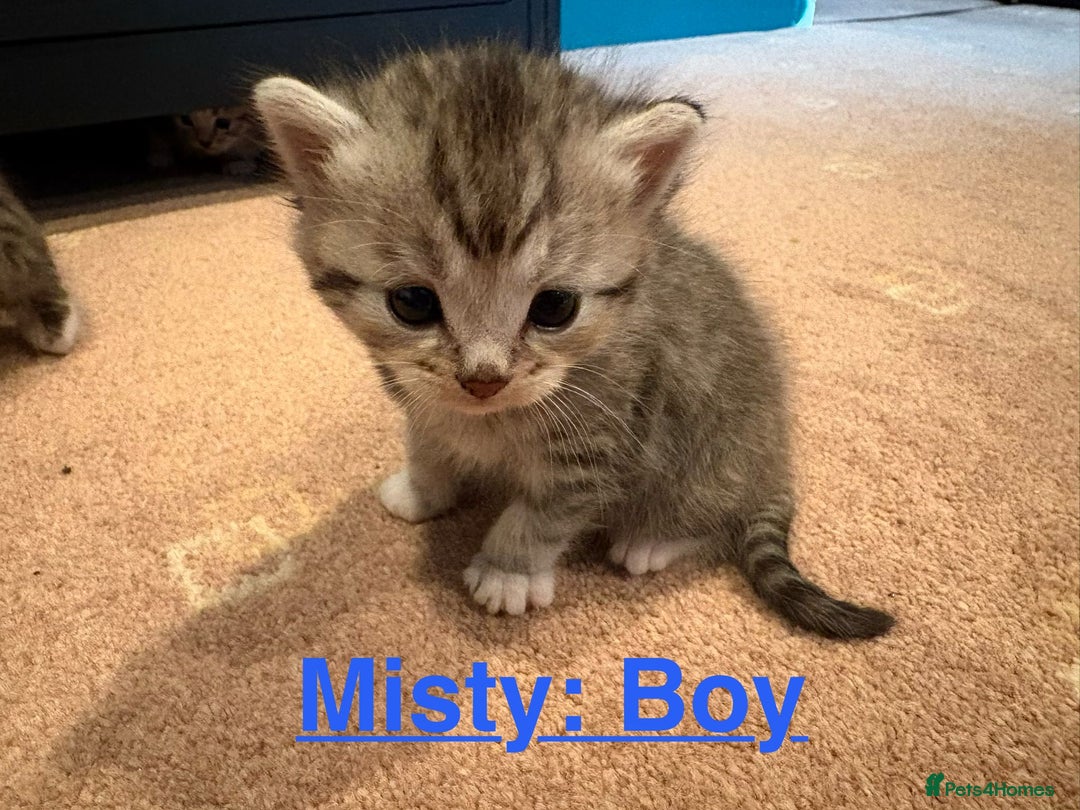 Persian cats for sale: Dollface Persian kittens - Image 3