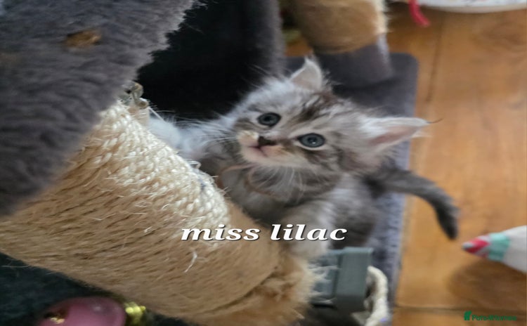 Maine Coon cats - Advert 15