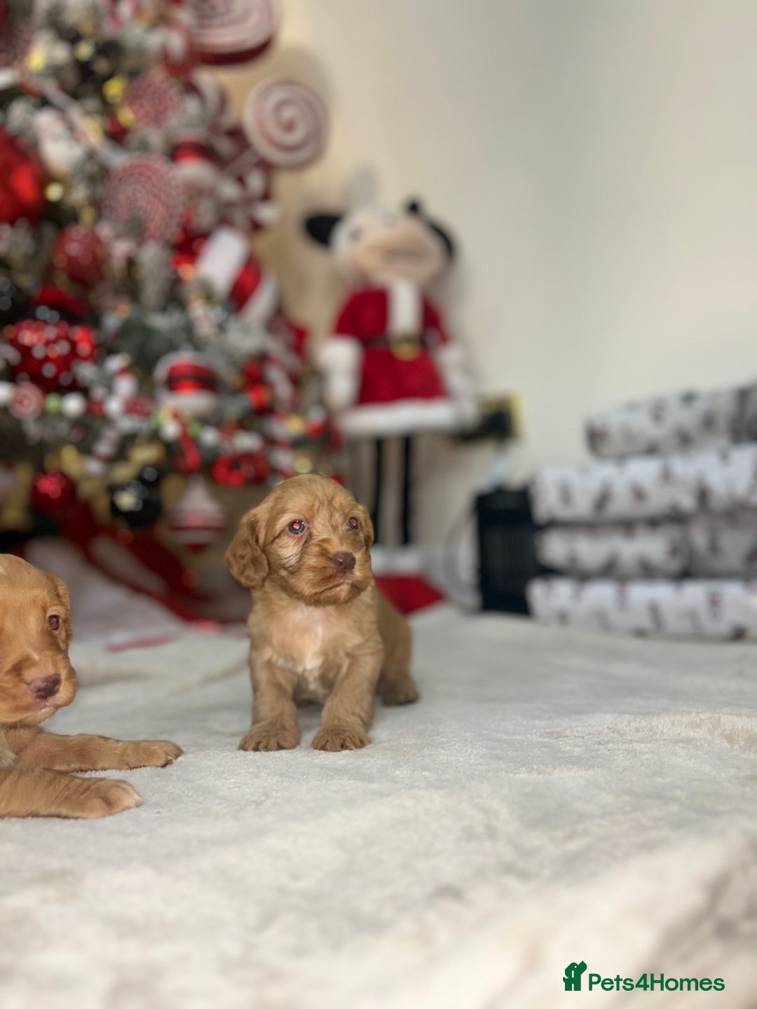 Cockapoo dogs for sale: Stunning cockapoo puppies  - Advert 8