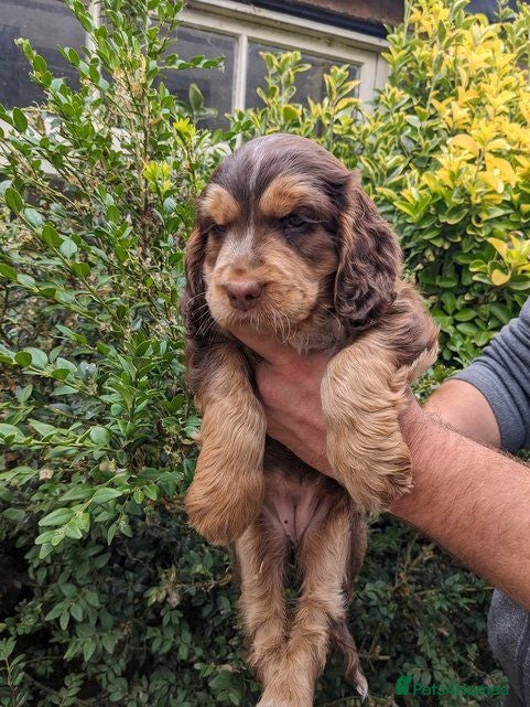 Cockapoo dogs Cockapoo puppies stunning colours  - Advert 1