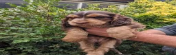 Cockapoo dogs for sale: Cockapoo puppies stunning colours  - Advert 1