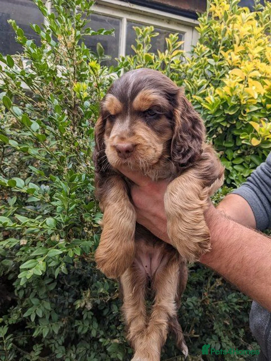 Cockapoo dogs for sale: Cockapoo puppies stunning colours  - Advert 1