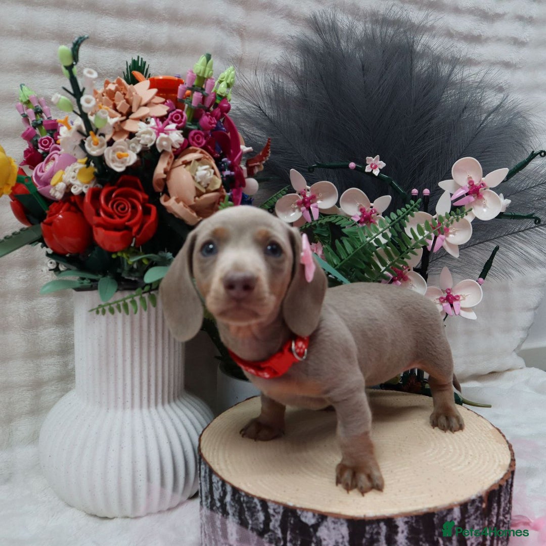 Miniature Dachshund dogs for sale: SPECTACULAR MINIATURE DACHSHUND PUPPIES - Image 2