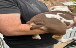 English Bulldog dogs for sale: Here come the Girls - Image 19