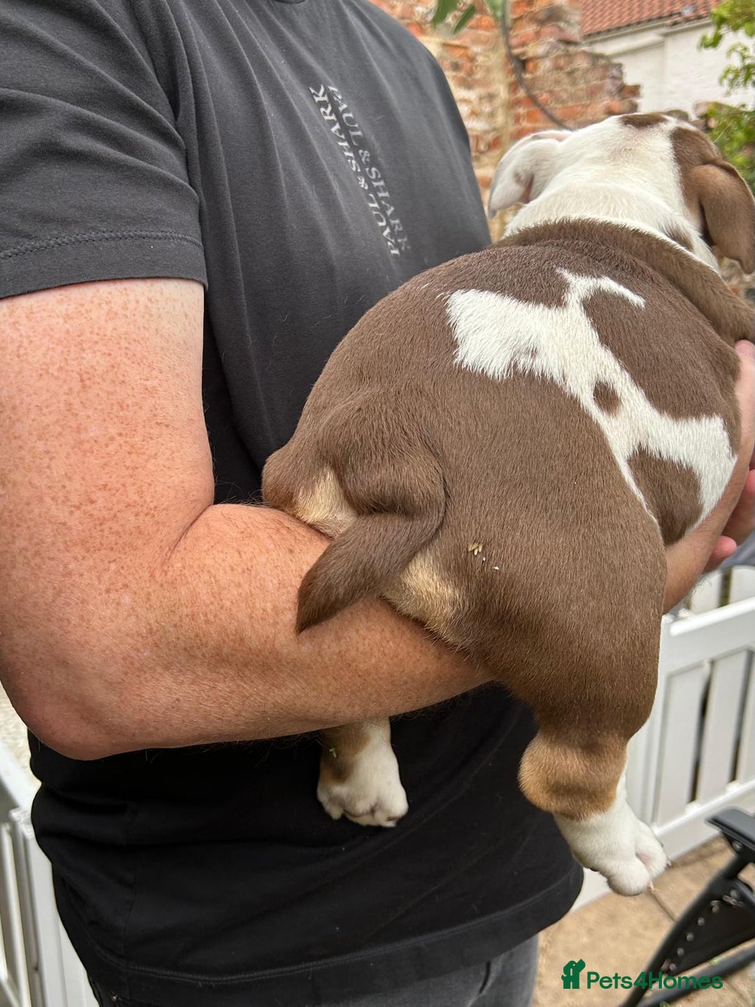 English Bulldog dogs for sale: Here come the Girls - Image 19