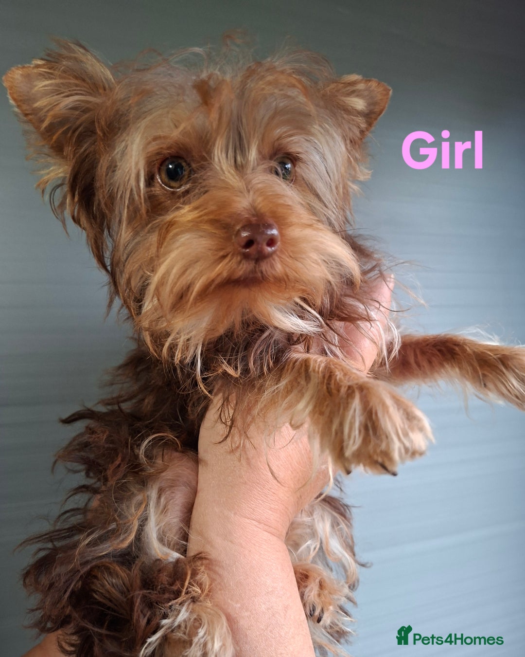 Yorkshire Terrier dogs for sale: Beautiful Toy Yorkshire Terrier puppies - Image 13