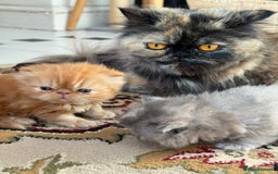 Persian cats for sale: Pedigree Persian Kittens - Two Beautiful Girls - Image 1