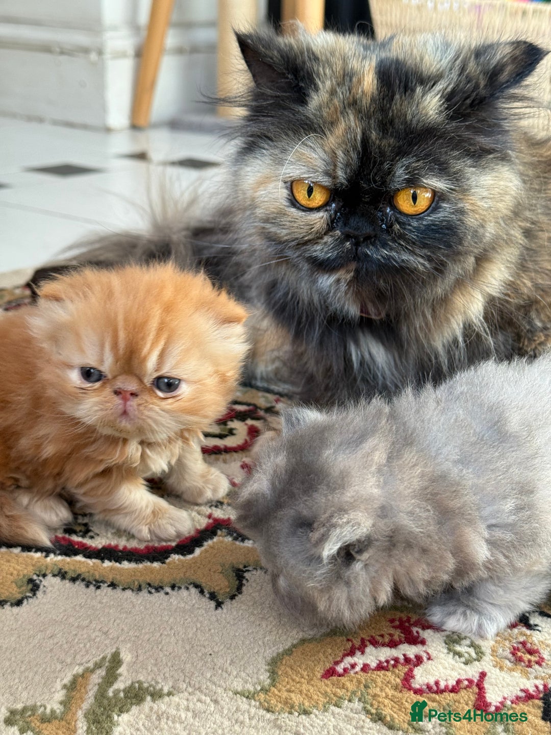 Persian cats for sale: Pedigree Persian Kittens - Two Beautiful Girls - Image 1